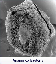 Anammox bacteria 