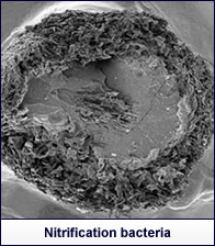 Nitrification bacteria