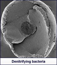 Denitrifying bacteria